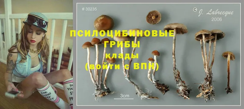 Галлюциногенные грибы GOLDEN TEACHER  купить  цена  KRAKEN зеркало  Заполярный 